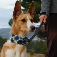 PIPER, 1 an, adorable podenco très affectueux, chien à adopter