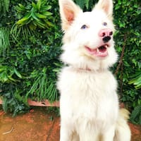 CELESTE, chien à adopter