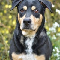 BABYLO, chien à adopter