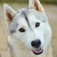 BELLA, chienne à adopter