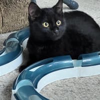 Ainsley, katers ter adoptie