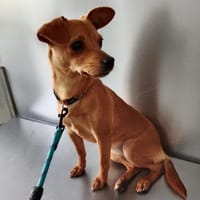 Yvette, perra en adopción