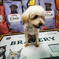 Anselmo, perro en adopción