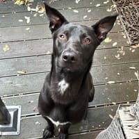 Vincent sucht dringend ein neues Zuhause, Hund zur Adoption