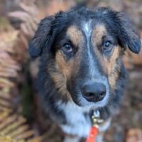 Goofy möchte endlich ankommen, Hund zur Adoption