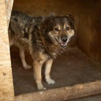 Oskar sucht ein empathisches Zuhause, Hund zur Adoption