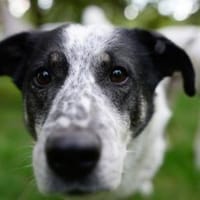 Joshua sucht ein Zuhause, Hund zur Adoption