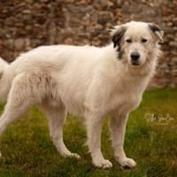 Gibst du Boje eine Chance?, Hund zur Adoption