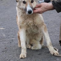 Bly - verspielt u. angenehm, Hündin zur Adoption