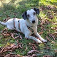 Spotty sucht hundeerfahrene Menschen, Hündin zur Adoption