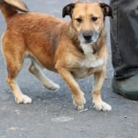 Sanjay - sehr verspielt u. kinderlieb, Hund zur Adoption