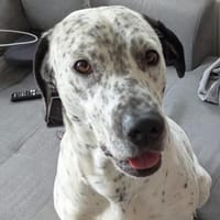 Fee sucht ein Zuhause (Vermittlungshilfe, Hündin zur Adoption