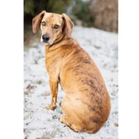 Dabi sucht ihr Zuhause, Hündin zur Adoption