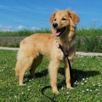 Patta braucht hundeerfahrene Menschen, Hündin zur Adoption