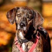 Wer schenkt Cinzia sein Herz?, Hündin zur Adoption