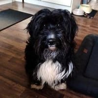 Freddy, ca. 2 Jahre, sucht liebe Familie, Hund zur Adoption