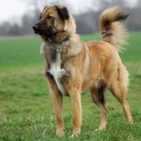 Nevi sucht sein Zuhause, Hund zur Adoption