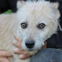 Jeky - verschmuster Wuschelrüde, Hund zur Adoption