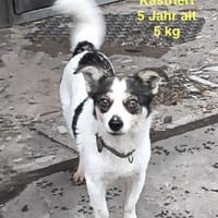 Sansa  zarte Hundeseele, 5 Jahre alt, Hündin zur Adoption