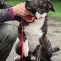 Miguel - sanfter, zutraulicher Rüde, Hund zur Adoption