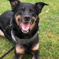 Willi sucht ein Für-Immer-Zuhause, Hund zur Adoption