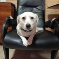 LUKI - lieb und anhänglich, Hund zur Adoption