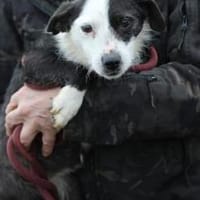 Niria - kinderlieb u. verspielt, Hündin zur Adoption