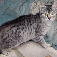 Buffa möchte endlich ankommen, Katze zur Adoption