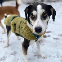 Skadi: offen, menschenbezogen + so lieb!, Hündin zur Adoption