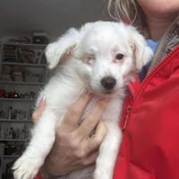 ❤🐾 SILJA, ca. 4 Mon. alte Zuckermaus, Hündin zur Adoption