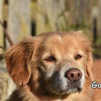 GOMBI, Hund zur Adoption