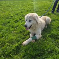 Hope, Hündin zur Adoption