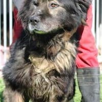 Bo - verschmust u. zutraulich, Hund zur Adoption