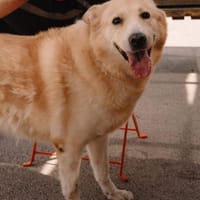 Wattewölkchen sucht Zuhause- Capuccina, Hündin zur Adoption