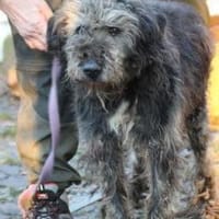 Nevado - hübscher Wuschelrüde, Hund zur Adoption