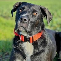 Elmo - ein menschenbezoger Hund, Hund zur Adoption