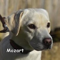 MOZART, Hund zur Adoption