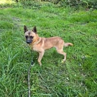 Kleiner Marlo möchte ankommen, Hund zur Adoption