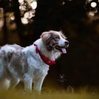 Rey sucht dringend ein neues Zuhause!, Hund zur Adoption