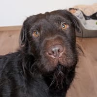 Zeb, Hund zur Adoption