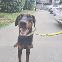 Zarte Seele sucht stabiles Zuhaus- Trixi, Hündin zur Adoption