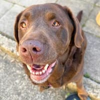 Toffee - kuschelt gerne&sucht Nähe, Hund zur Adoption