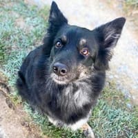 Samira - freundlich&menschenbezogen, Hündin zur Adoption