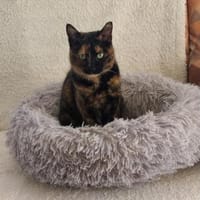 Malvina, Katze zur Adoption