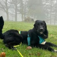 Cosmo - Schäfi-Mix in 55116 Mainz, Hund zur Adoption