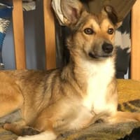 Hallo, ich bin Afina , eine liebe Hündin, Hündin zur Adoption