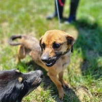 Kleiner Körper, rießen Herz- Mini, Hündin zur Adoption