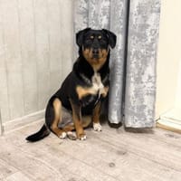 Lernen Sie Boma kennen!, Hündin zur Adoption