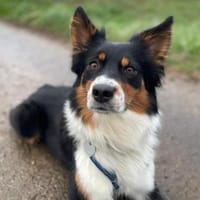 Elsa - eine sensible Hündin, Hündin zur Adoption