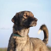 Dolores  große Hundedame mit viel ❤, Hündin zur Adoption